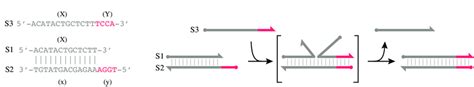 Toehold Mediated Strand Displacement Is A Widely Used Component Of Dna Download Scientific