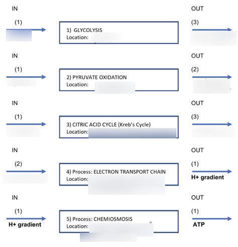 Metabolism Pathways Diagram Quizlet