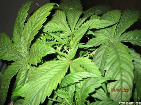 Help Requested To Determine Sex Of Plants 420 Magazine