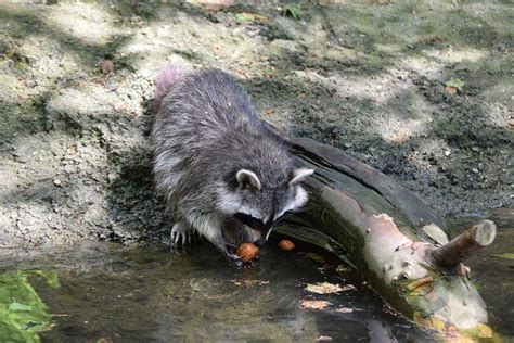 400+ Raccoon Pictures & Images [HD] - Pixabay