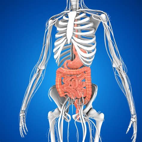 Anatomy Digestive System Stock Photos Royalty Free Anatomy Digestive