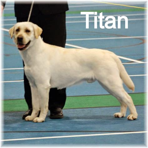 Declyn X Ch Titan S Puppies Northern Lakes Labs