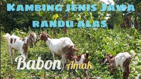 Update Harga Kambing Terbaru Babon Beranak Dan Doro YouTube