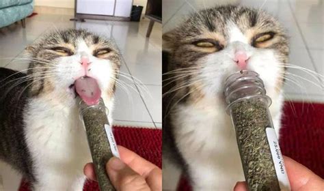 太上头了！猫咪吸了猫薄荷后太搞笑了！这种感觉就像飞翔在 知乎