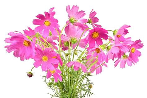 Bouquet Of Pink Cosmos Flowers Stock Image Image Of Flora Depth