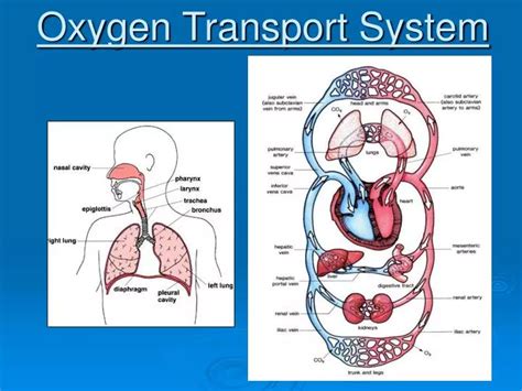 Ppt Oxygen Transport System Powerpoint Presentation Id5819720