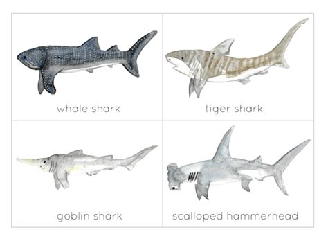 Shark Flashcards And Id Poster By Teach Simple