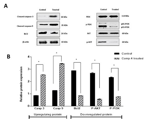 Effects Of Compound 4 On The Expression Of Apoptosis Related Proteins