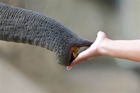 Elephant Trunk Detail Stock Photos, Pictures & Royalty-Free Images - iStock