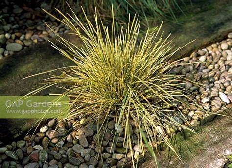 Carex Frosty Curls Stock Photo By Suzie Gibbons Image 0124347