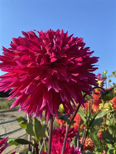 Showcase Magnifico Soaring Heart Dahlias