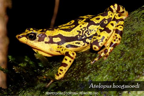 Os Bichos Dos Herpet Logos Atelopus Hoogmoedi No Brejo Tudo Sobre