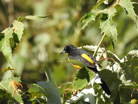 Black Vented Oriole From La Tableta Badiraguato Sin M Xico On April