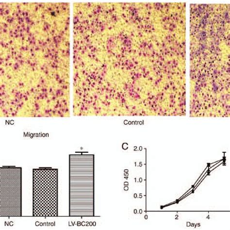 Effect Of Bc Knockout Ko On Cell Migration And Proliferation A