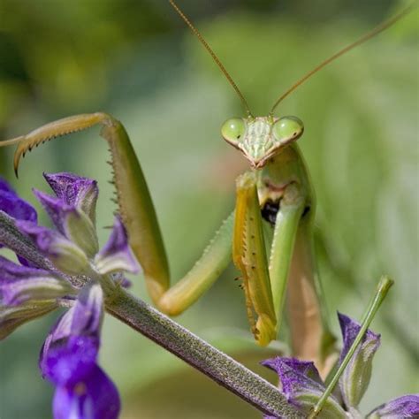 Praying Mantis Eating Flowers Best Flower Site