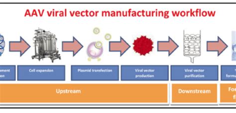 Adeno Associated Virus Aav Vector Manufacturing For Gene Therapy