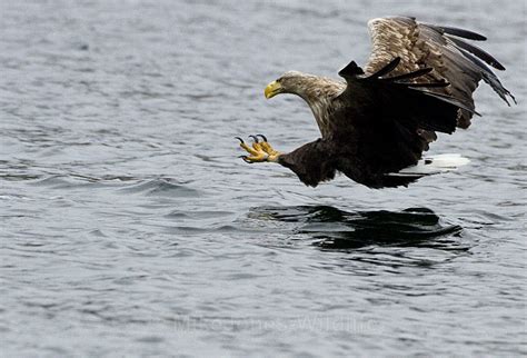 White Tailed Eagle Isle Of Mull Scotland