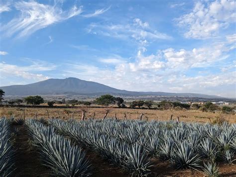 A Journey Through The Origins Of Tequila Altos Tequila