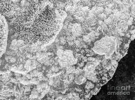 Hoar Flowers Photograph By Susan Serna Fine Art America