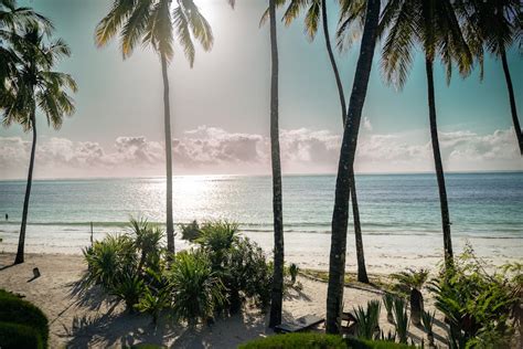 Coconut Trees on the Beach · Free Stock Photo