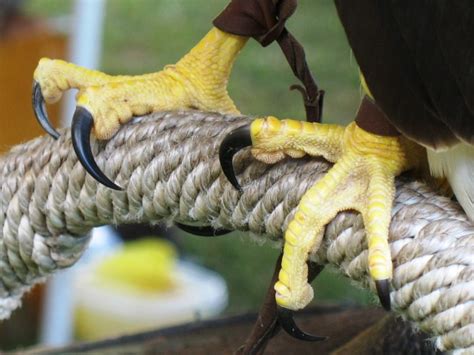 Bird Talons: Why is it Useful for Birds of Prey? | Stillunfold