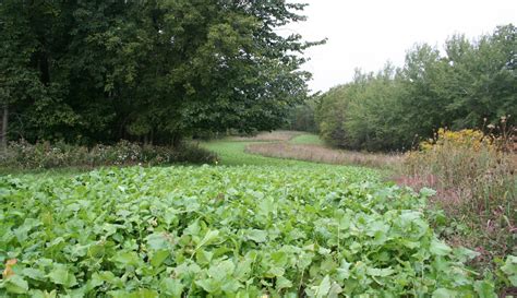 Homemade Food Plot Drag Homemade Ftempo