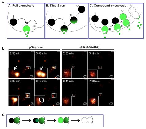 Imaging Fitc Dextran As A Reporter For Regulated Exocytosis Scientific Article Protocol Jove