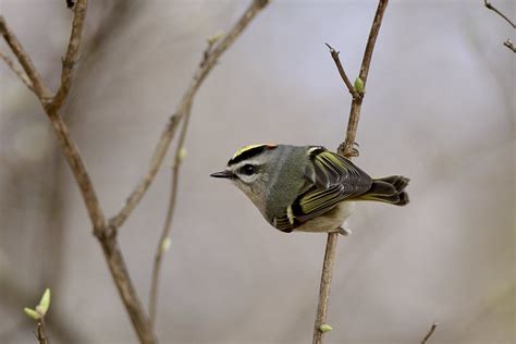 Golden Crowned Kinglet By Jackie B Elmore 3 3 2024 Jeffer Flickr