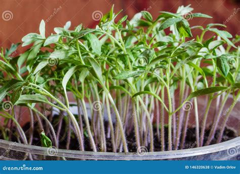 Pl Ntulas Do Tomate Close Up Foto De Stock Imagem De Terra Mudas