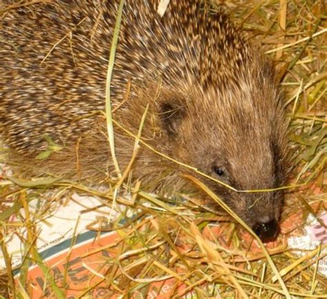 Saving Hedgehogs Pet Samaritans