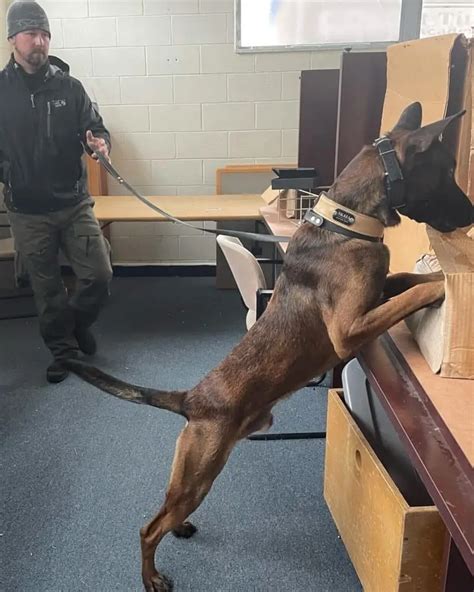 Bomb Detection Dogs Tactical Police K9 Training