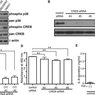 Effects of CREB knockdown on TNF α induced GM CSF secretion and