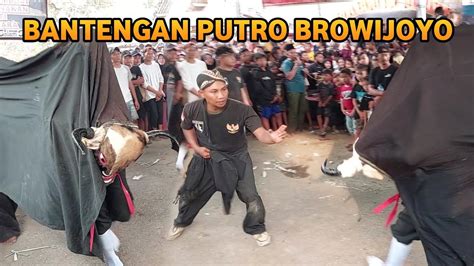 Bantengan Ngamuk Putro Browijoyo Live Cakul Kidul Jombang YouTube