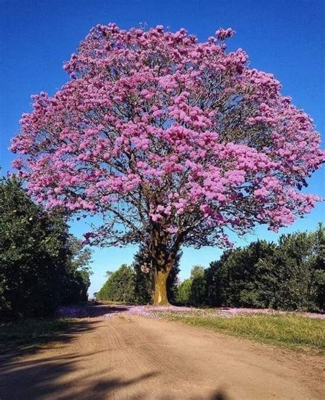 Pin De Roman Vinicio Leon Carrion Em Paisajes Del Millon De Dolares Em