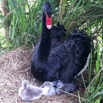 Cisne Negro Criat Rio Bichos E Aves Ornamentais