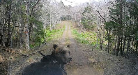 Camera Catches Bear Attacking Light Truck On Hokkaido Road The Asahi