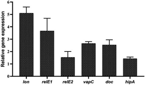 Gene Expression Analysis By Real Time Pcr Relative Expression Is Download Scientific Diagram