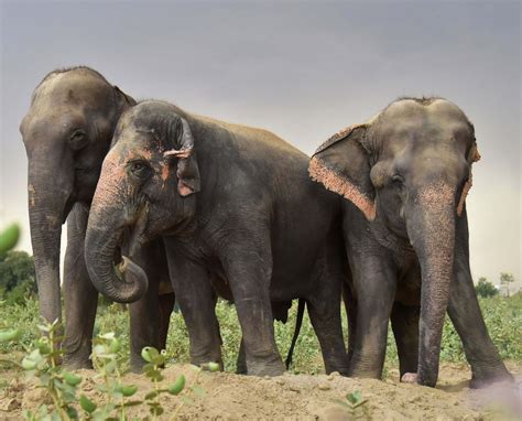 Indian Laws Protecting Elephants - Wildlife SOS