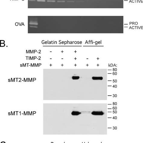 Proposed Models For Timp 2 Independent Activation Of Mmp 2 By Mt2 Mmp