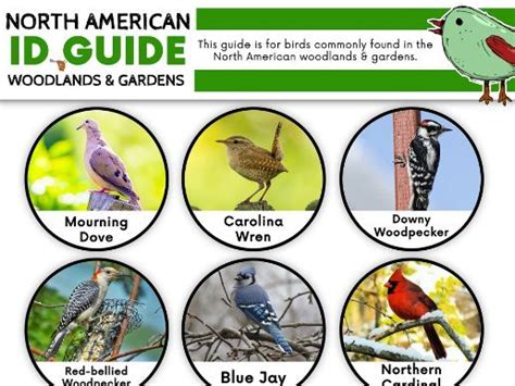 North American Woodland Birds Id Guide Teaching Resources