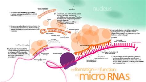 What Is Rna What Does Rna Do