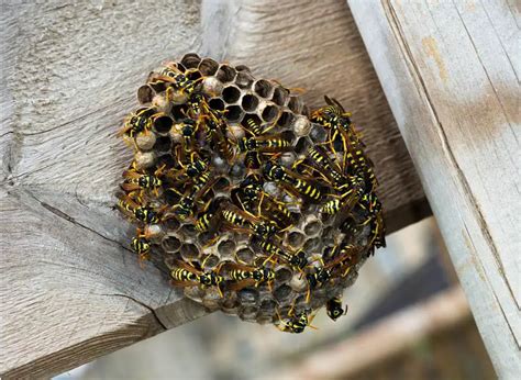 How to Identify Ground Wasp Nests - PestGuide.org