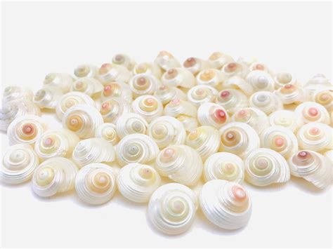 Small Pearly Shell Monilea White Shell Mini Shell Shell Etsy