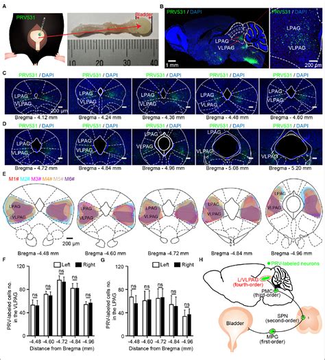 Figure 1 From Ventrolateral Periaqueductal Gray Neurons Are Active