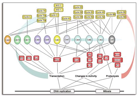 Cdk Cyclin Functional Networks In The Mammalian Cell Cycle Only The