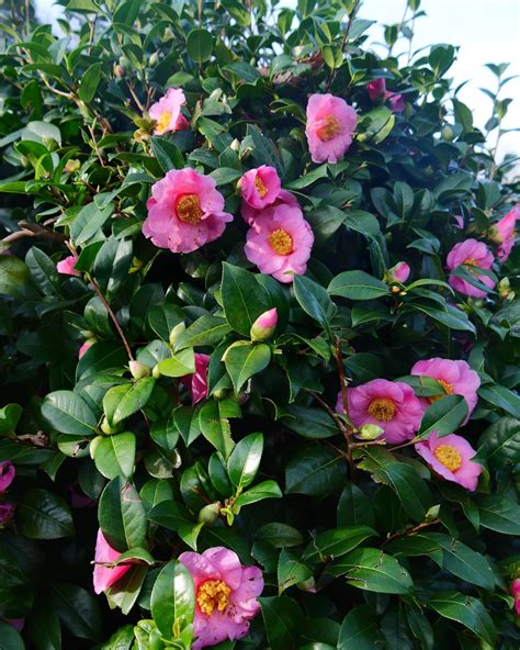 Où planter un camélia dans un jardin Conseils pour lui trouver son