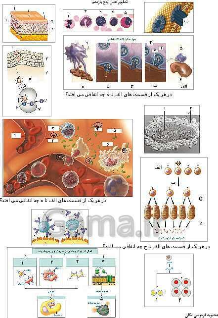 تصاویر بدون برچسب کتاب زیست شناسی 2 پایه یازدهم گاما