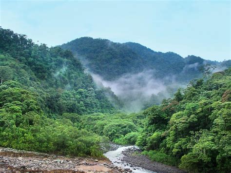 La Forêt Tropicale Poumon Vert Nest Plus Un Puits De Co2 Sciences