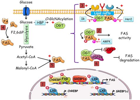 Frontiers O Glcnacylation And The Metabolic Shift In High