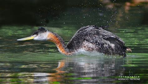 Maca Grande Podiceps Major Toma En Lago De Regatas Bu Flickr